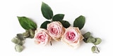 flowers discount text element
